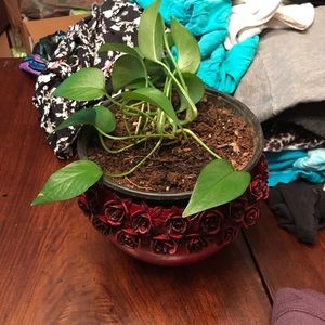 Meet your Posher, Liz